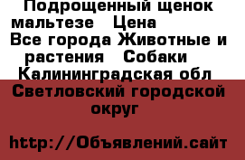 Подрощенный щенок мальтезе › Цена ­ 15 000 - Все города Животные и растения » Собаки   . Калининградская обл.,Светловский городской округ 